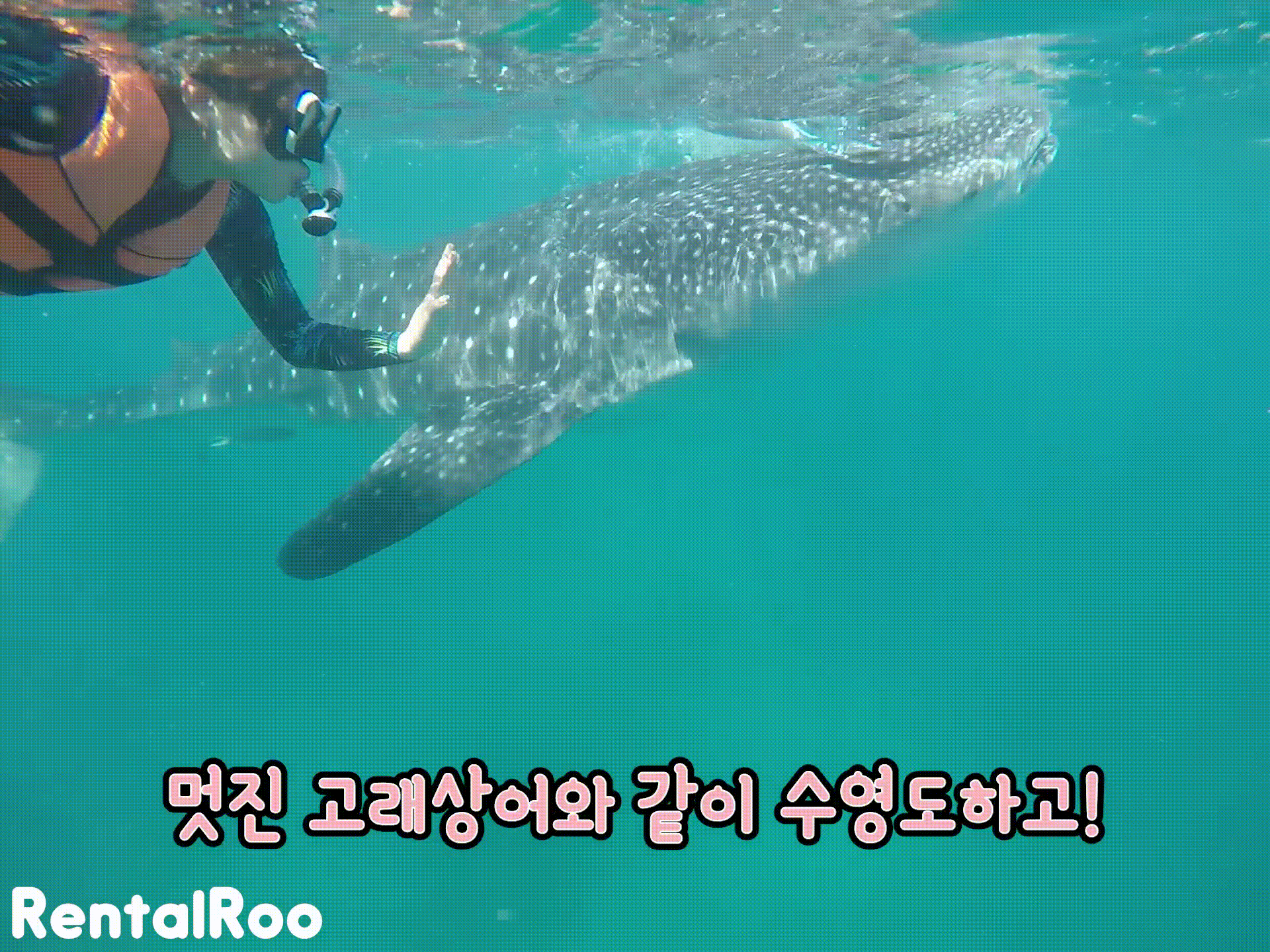 보홀 고래상어 투어 중단 — 대신 즐길 수 있는 TOP 3 액티비티